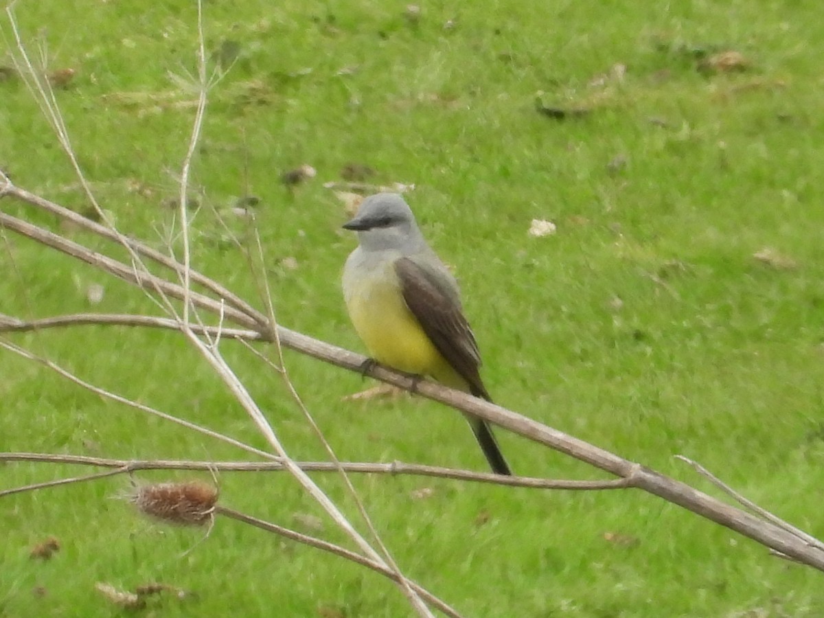 Western Kingbird - ML635559353