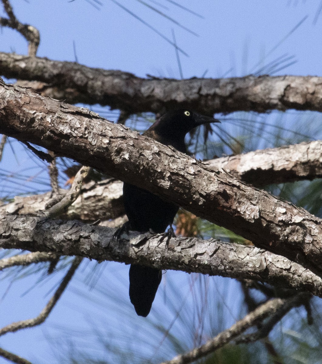 オオクロムクドリモドキ - ML635559391