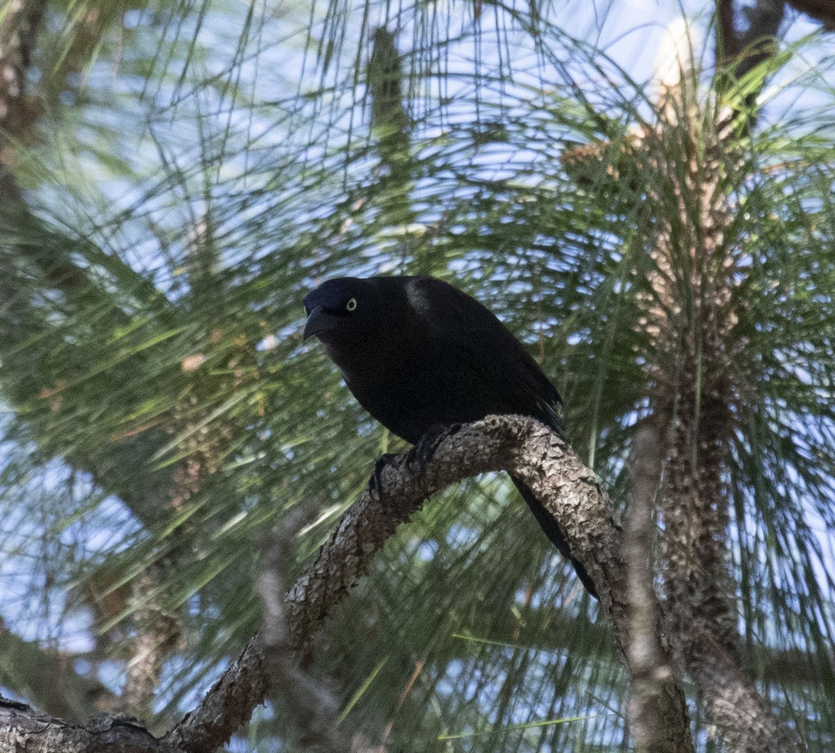 オオクロムクドリモドキ - ML635559392