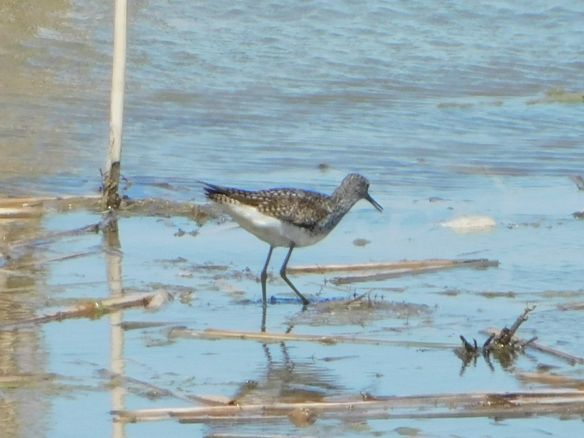 Lesser Yellowlegs - ML635559550