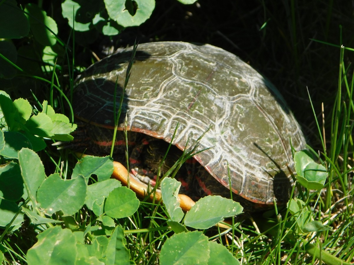 Painted Turtle - ML635559570