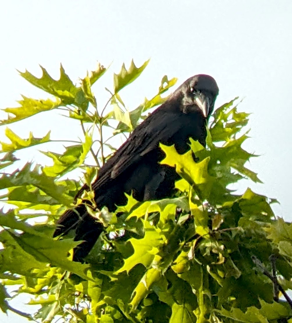 American Crow - ML635559673