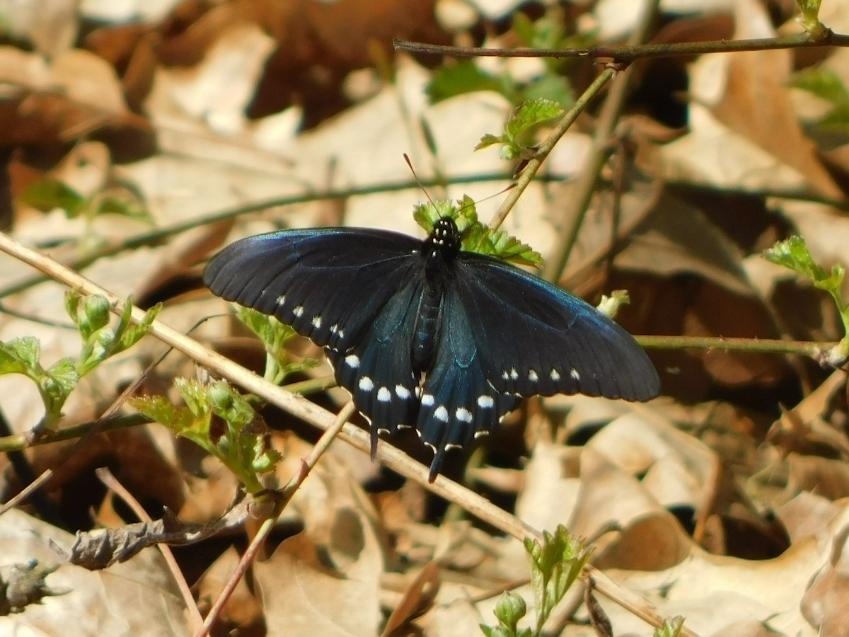 Pipevine Swallowtail - ML635559692