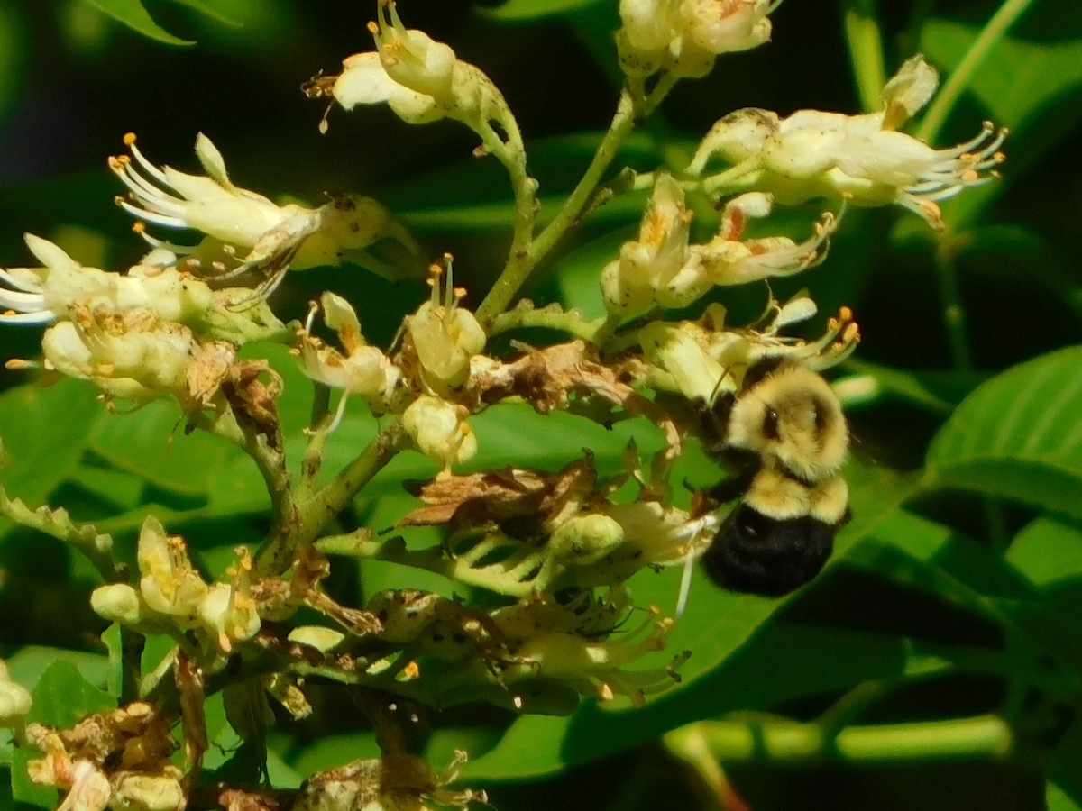 Bumble Bees - ML635559701