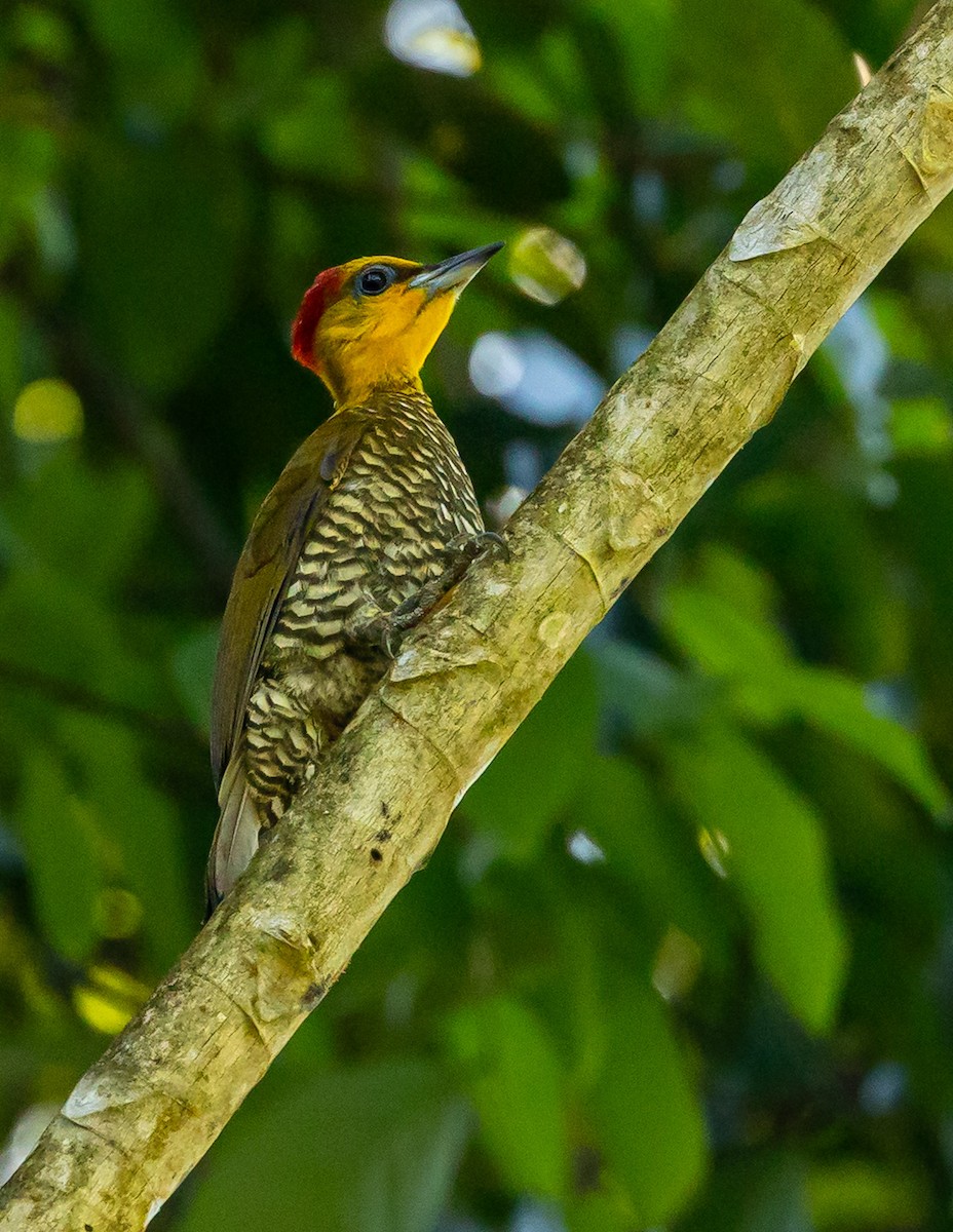 Yellow-throated Woodpecker - ML635559718