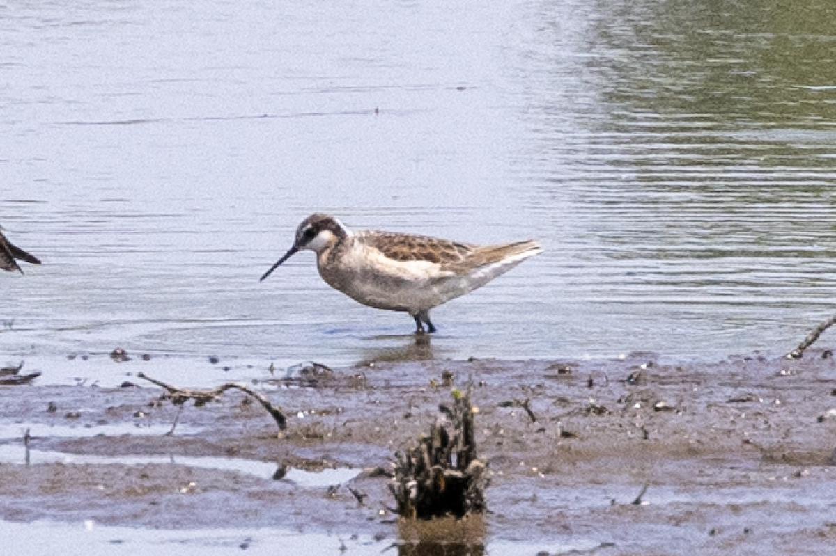 Wilson's Phalarope - ML635559720