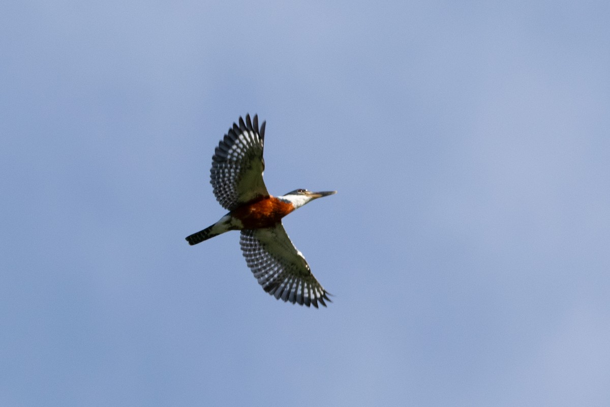 Rotbrustfischer (torquata/stictipennis) - ML635559755