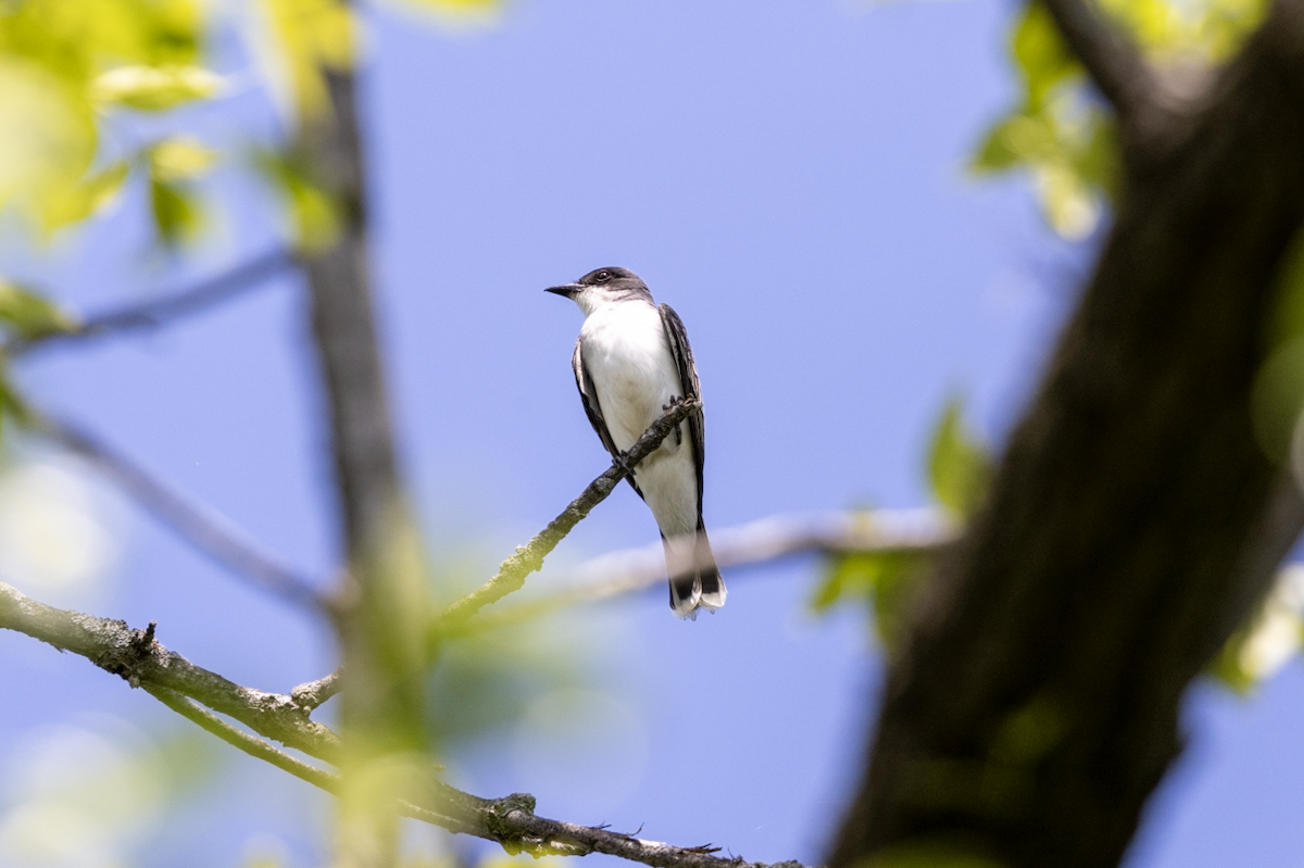 Eastern Kingbird - ML635559764