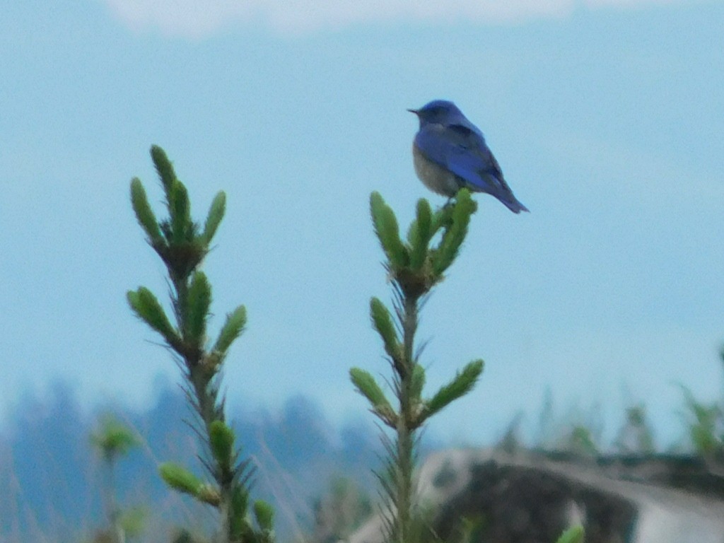 Western Bluebird - ML635559881