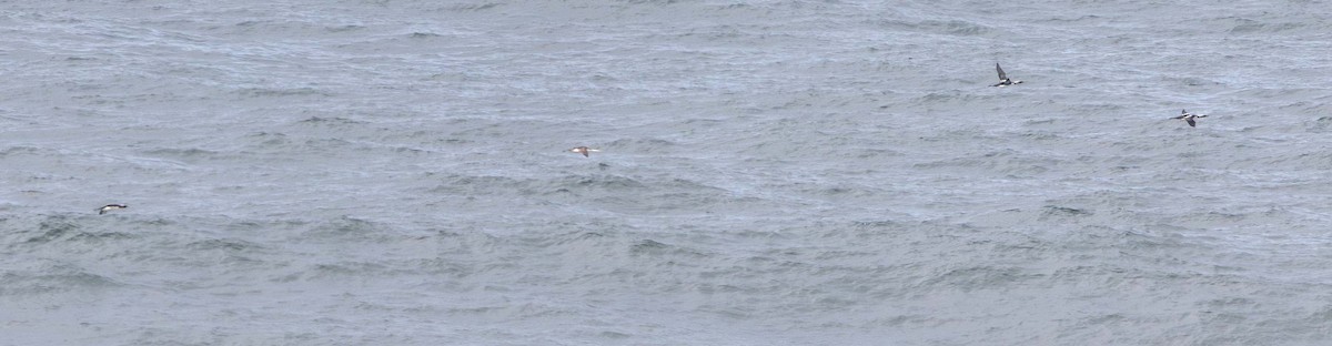 Red-throated Loon - ML635559887