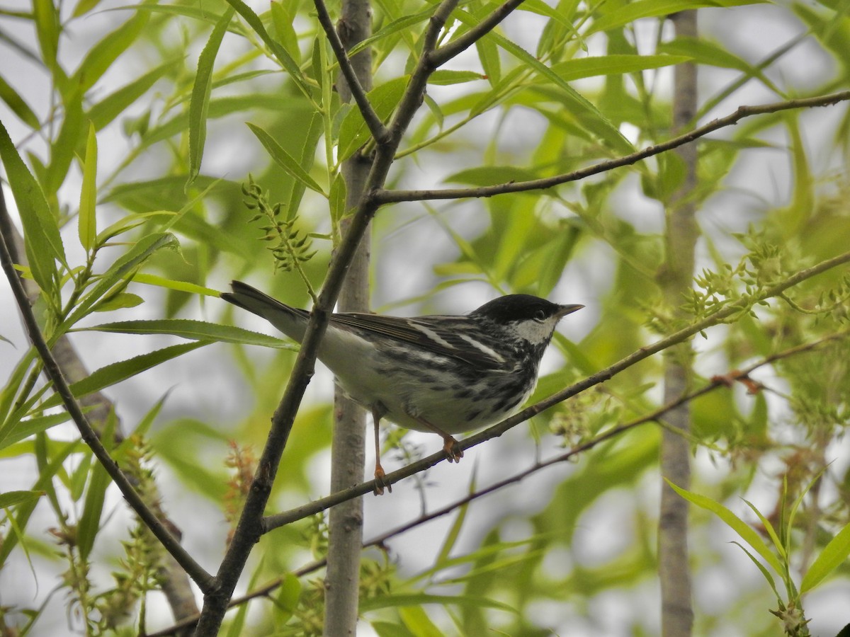 svarthetteparula - ML635559967