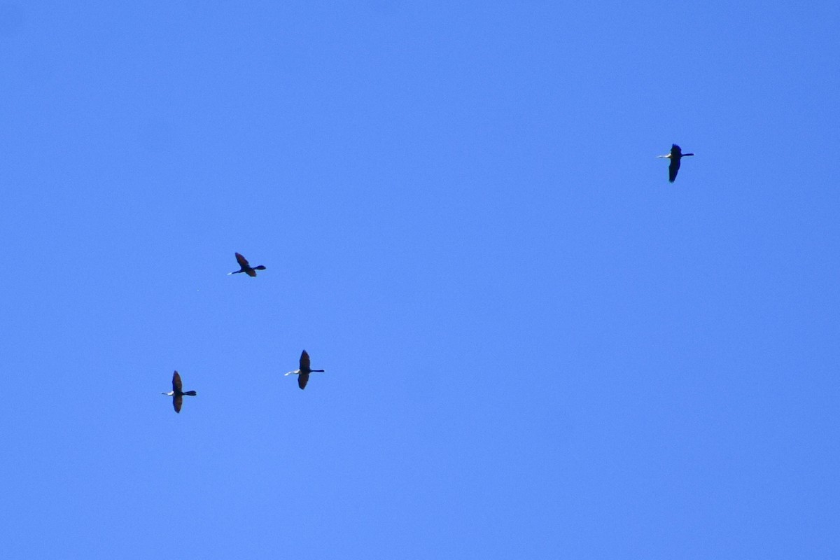 Anhinga - ML635560102