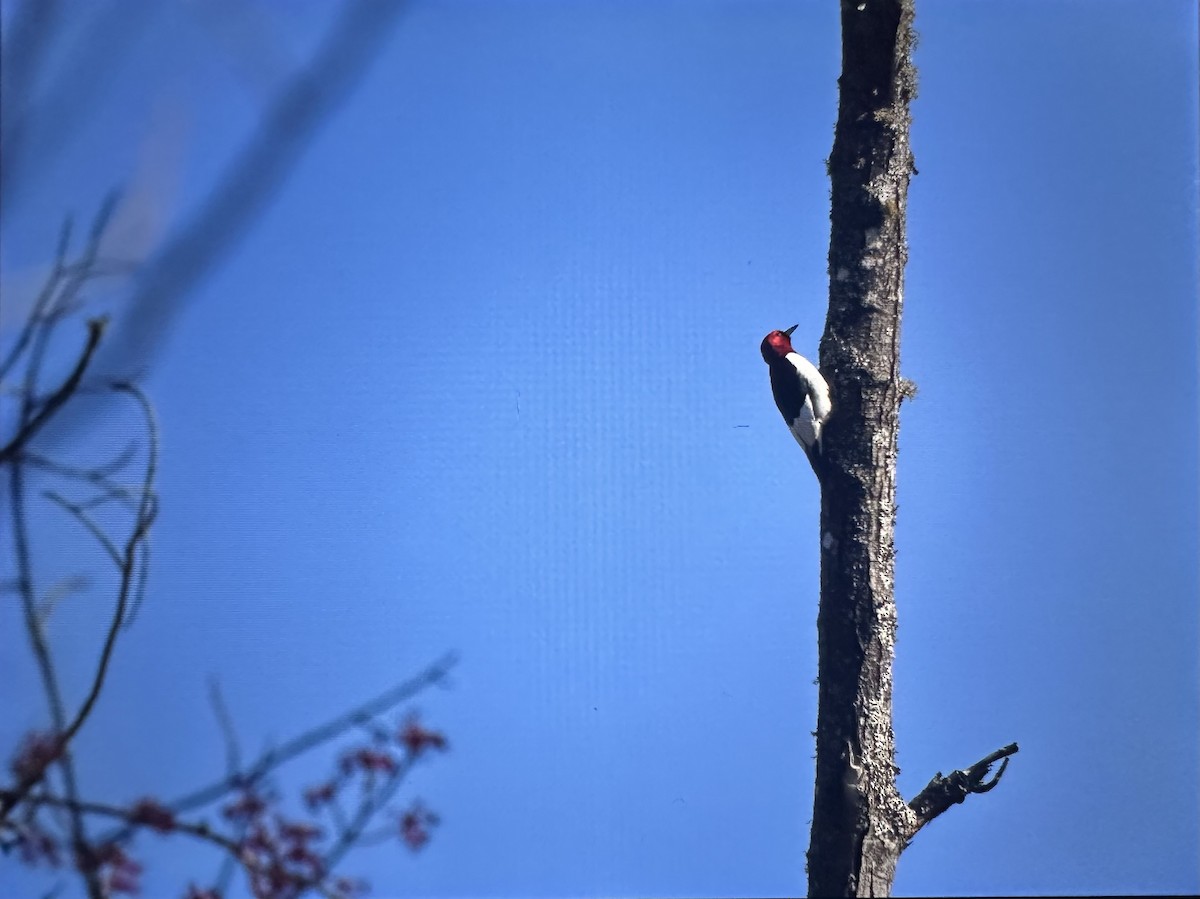 Red-headed Woodpecker - ML635560181