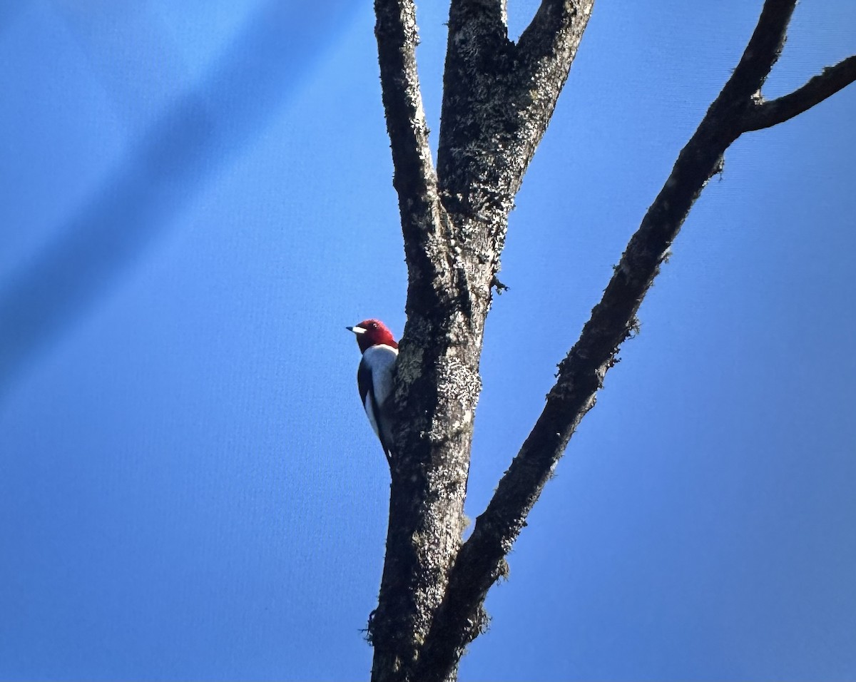 Red-headed Woodpecker - ML635560182