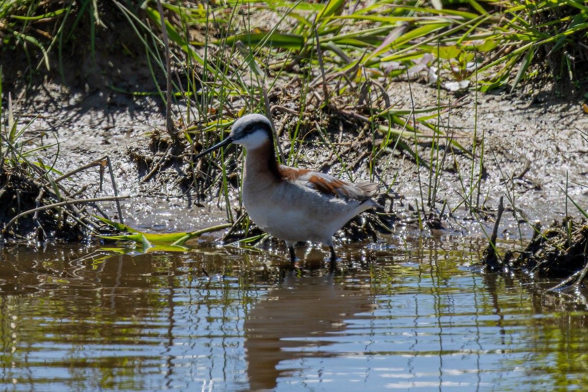 langnebbsvømmesnipe - ML635560218