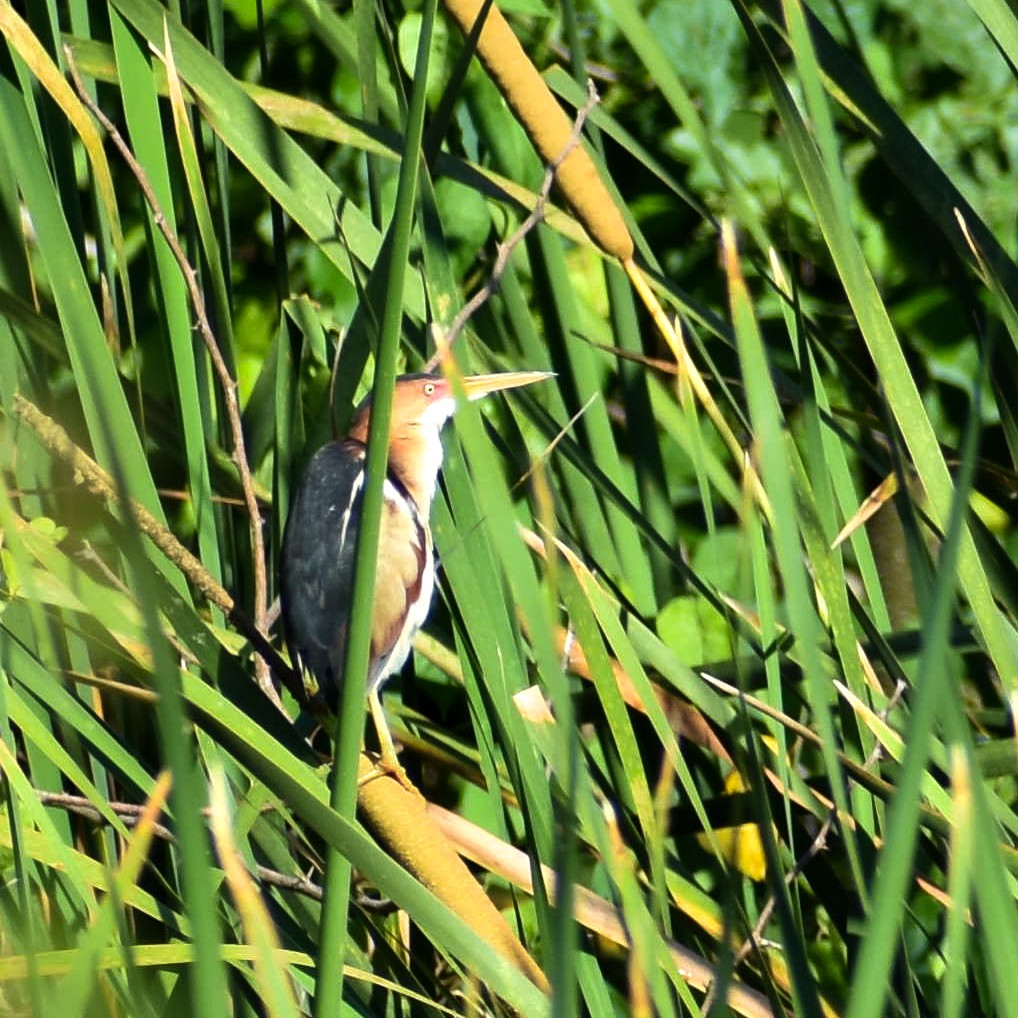 Least Bittern - ML635560226