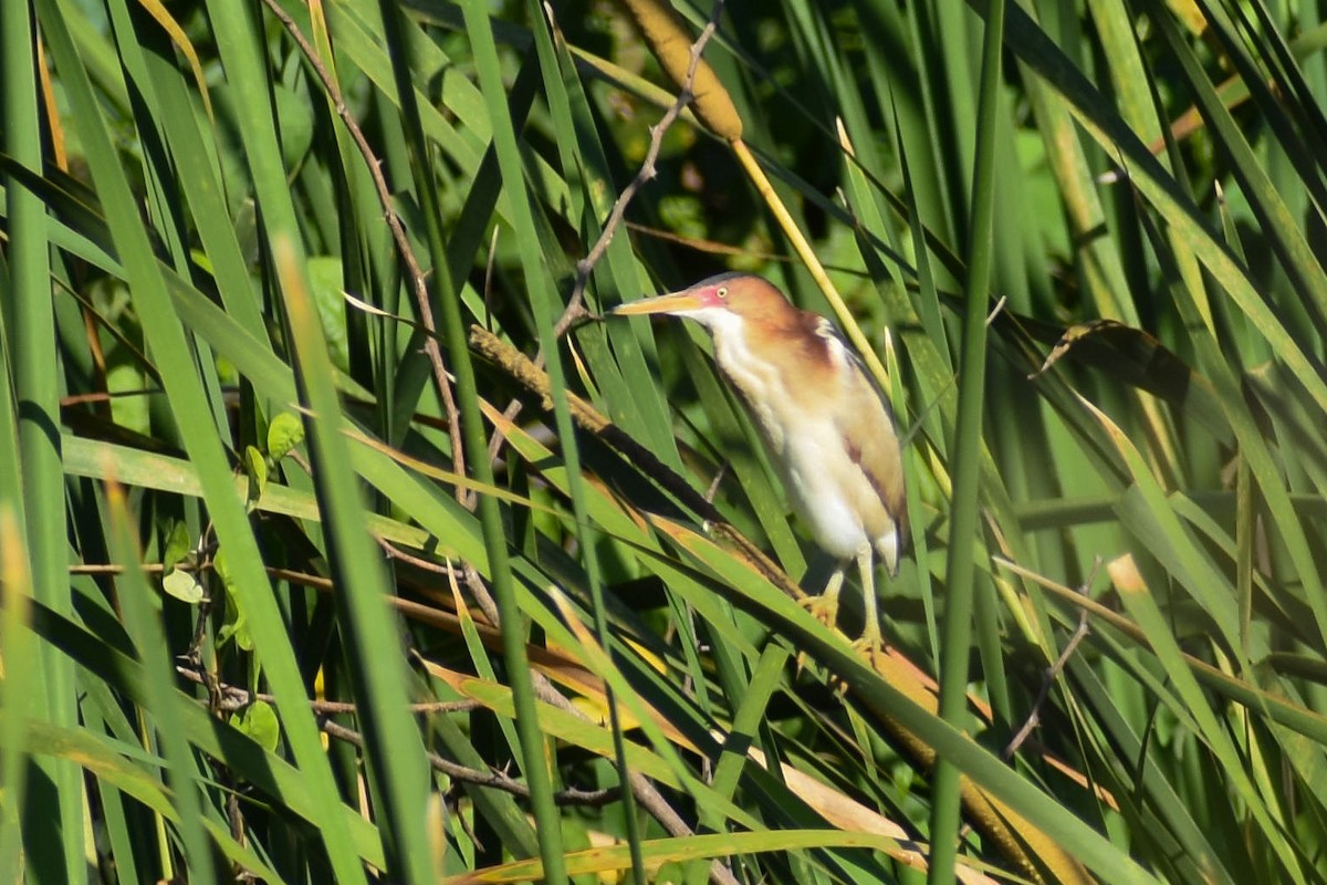 Least Bittern - ML635560227