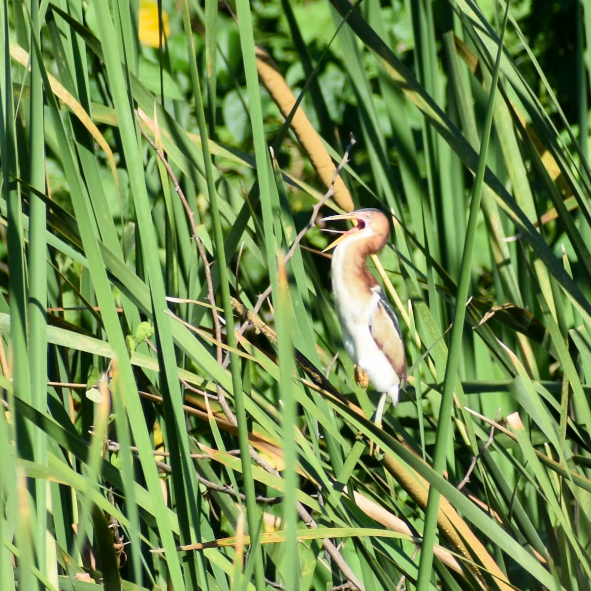 Least Bittern - ML635560228