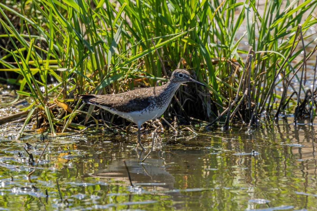 eremittsnipe - ML635560236