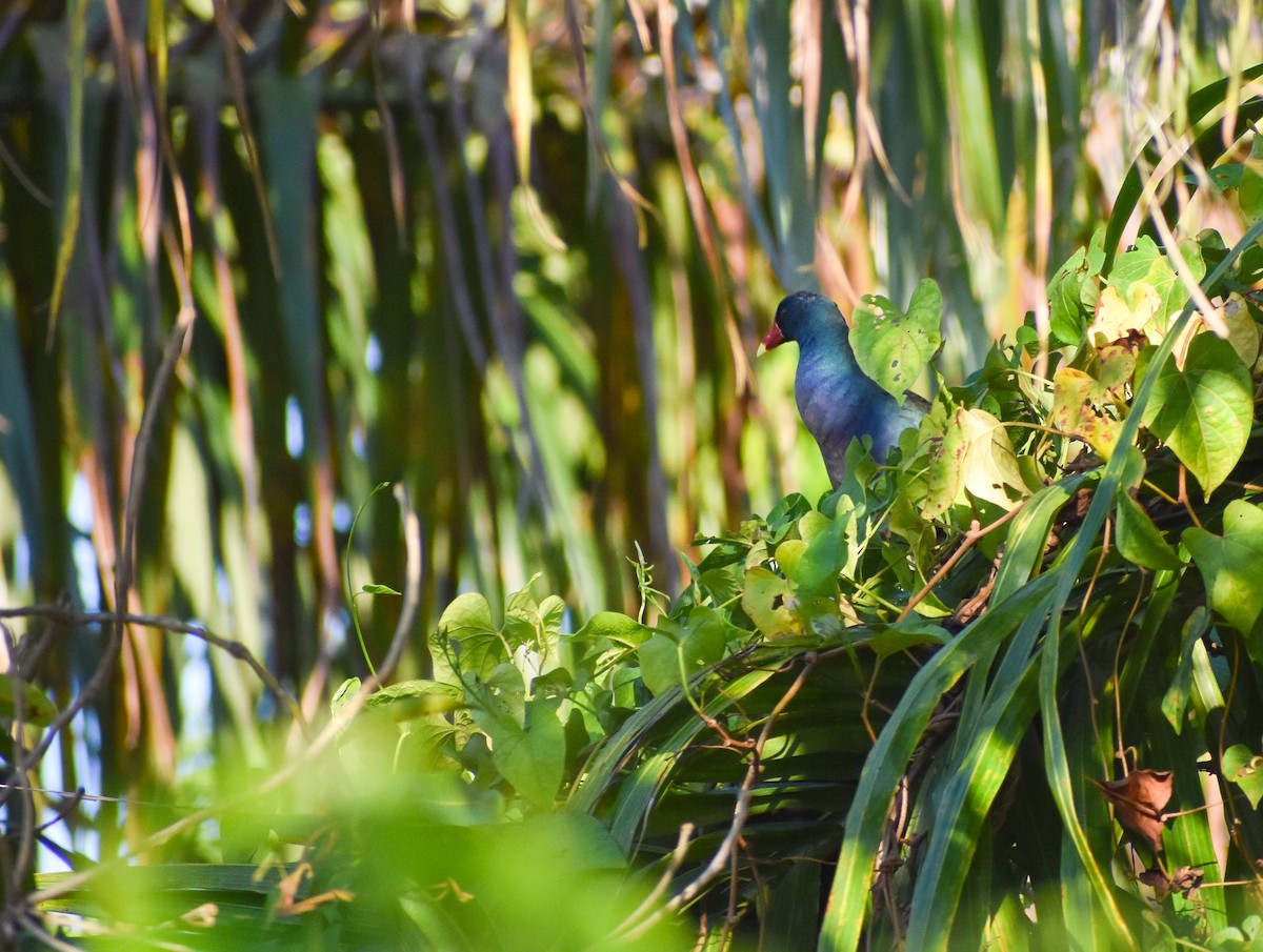 Purple Gallinule - ML635560293