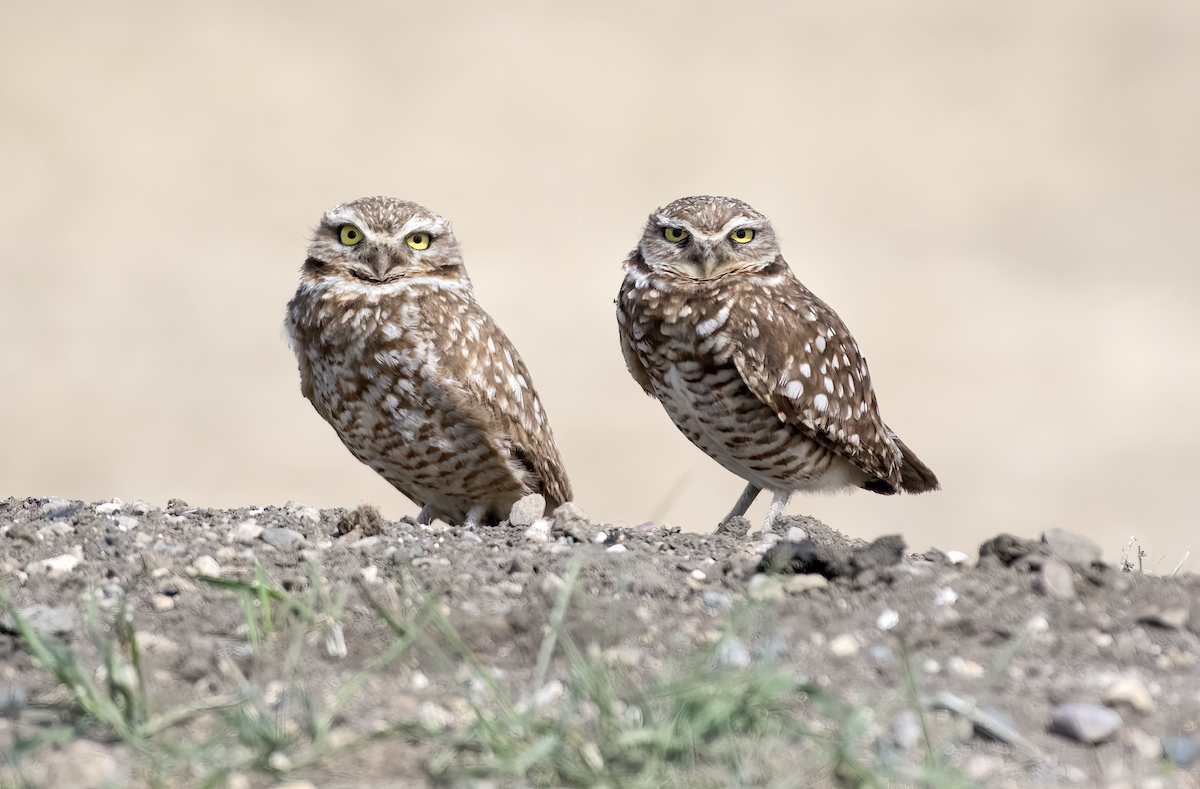 Burrowing Owl - ML635560294