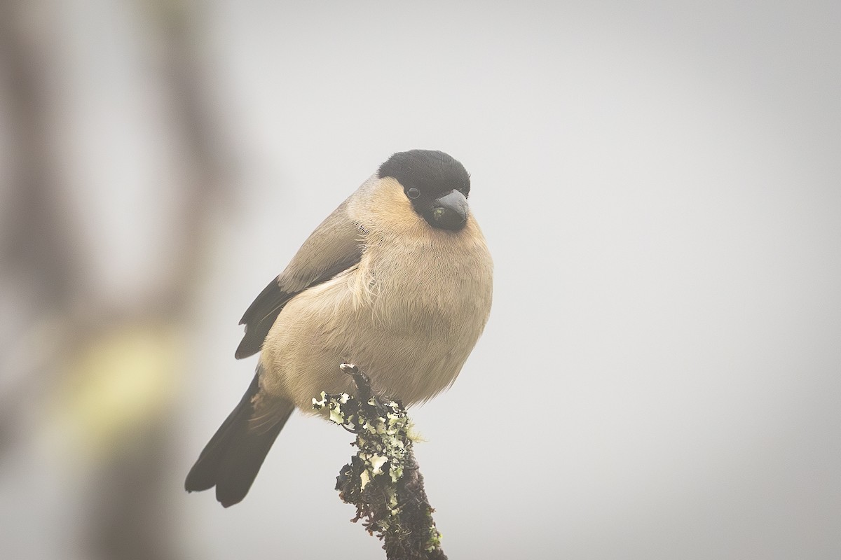 Azores Bullfinch - ML635560365