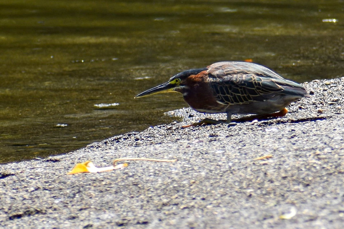 Green Heron - ML635560391