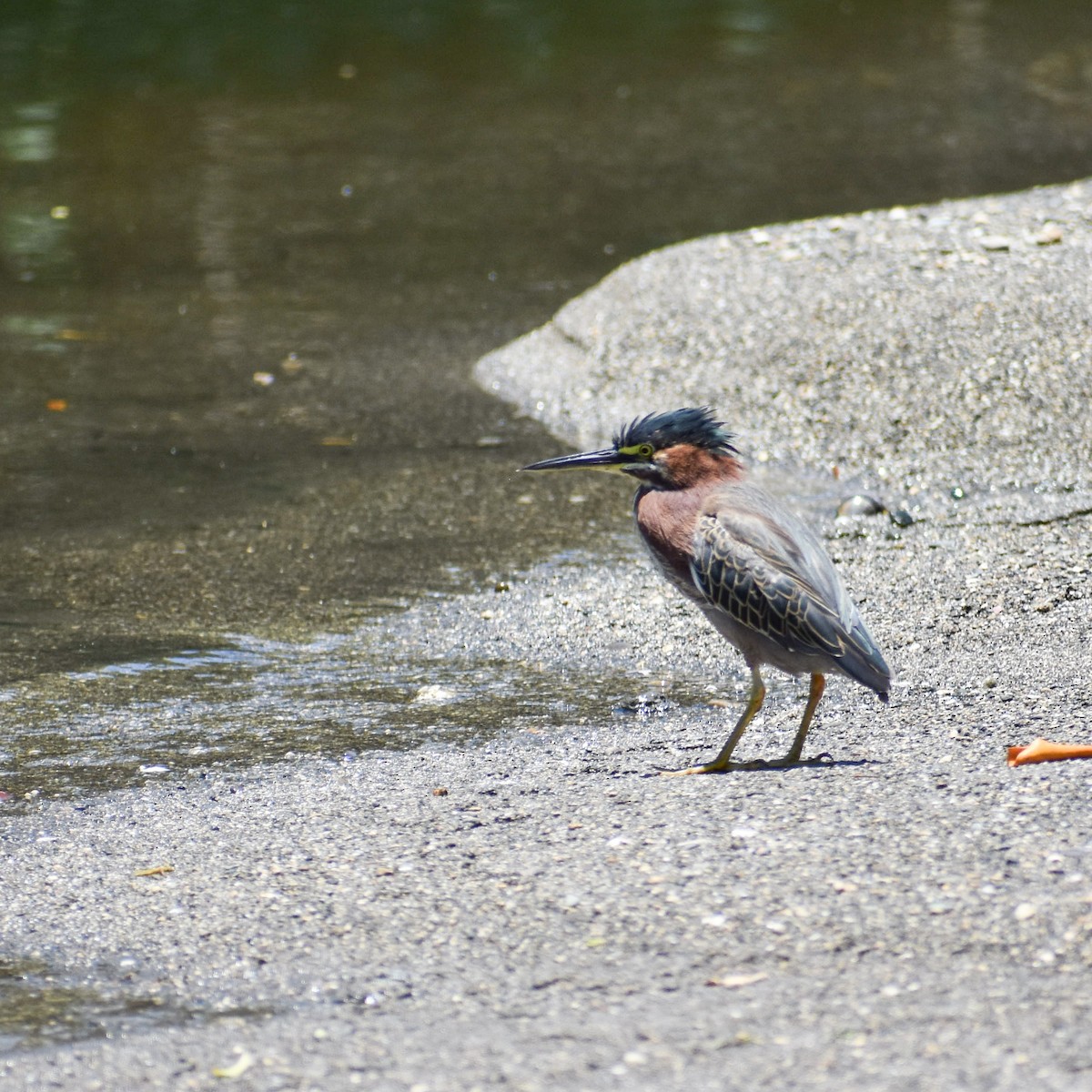 Green Heron - ML635560392