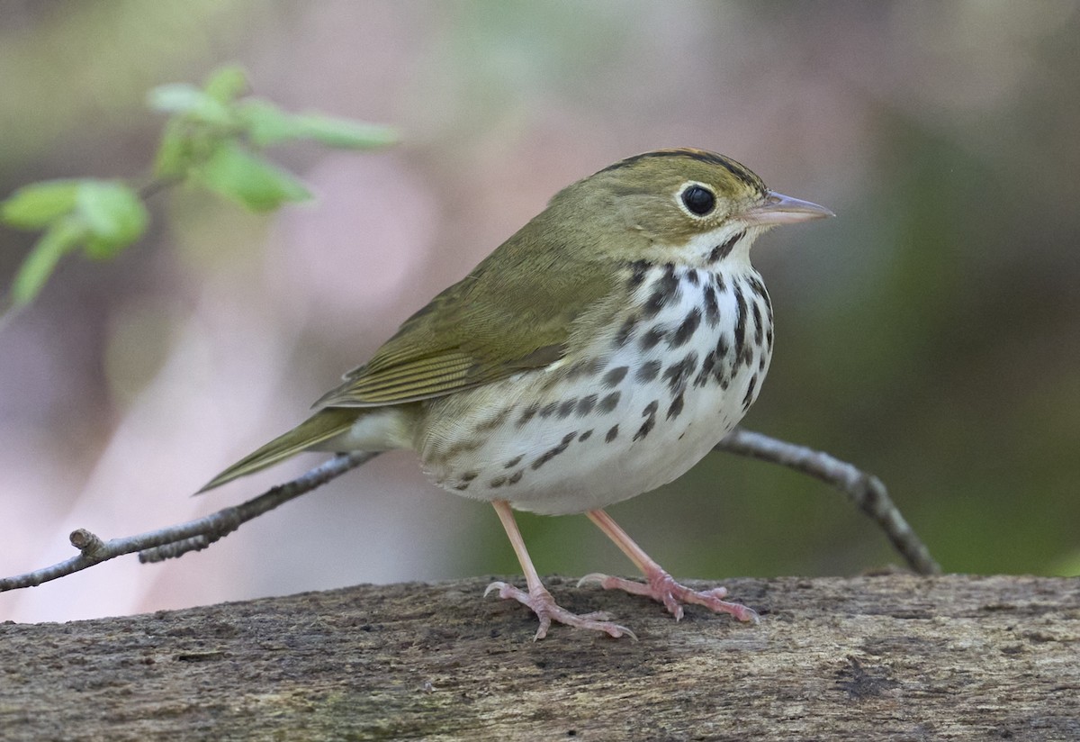Ovenbird - ML635560403