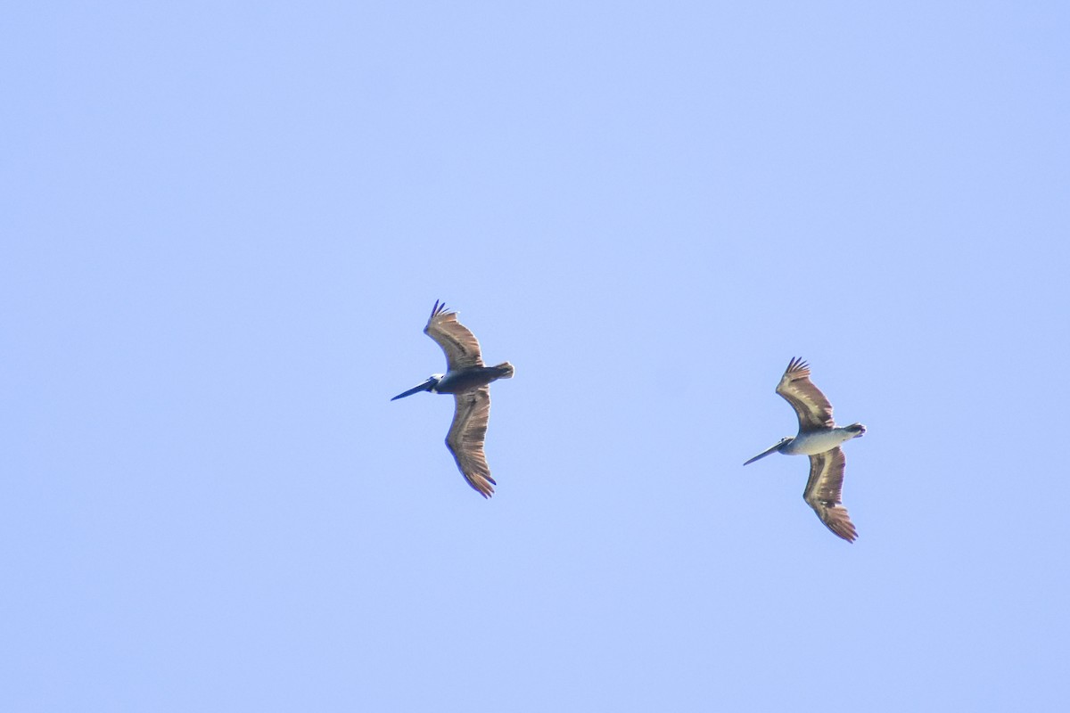 Brown Pelican - ML635560436