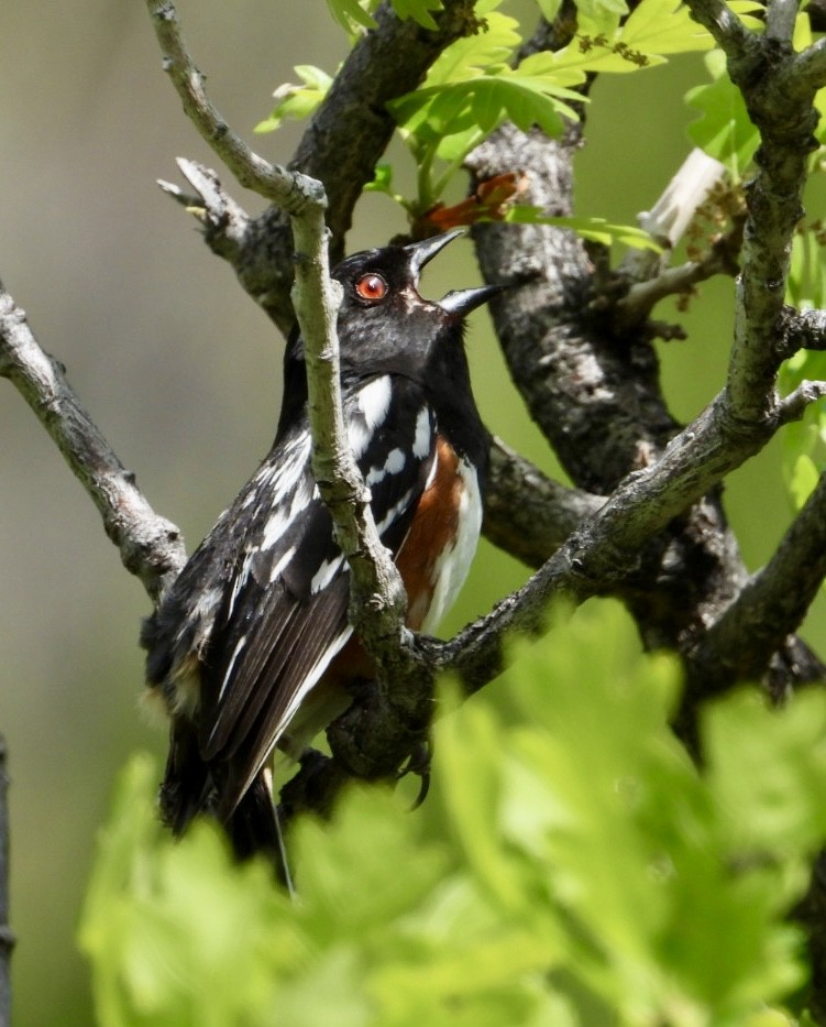 Spotted Towhee - ML635560483