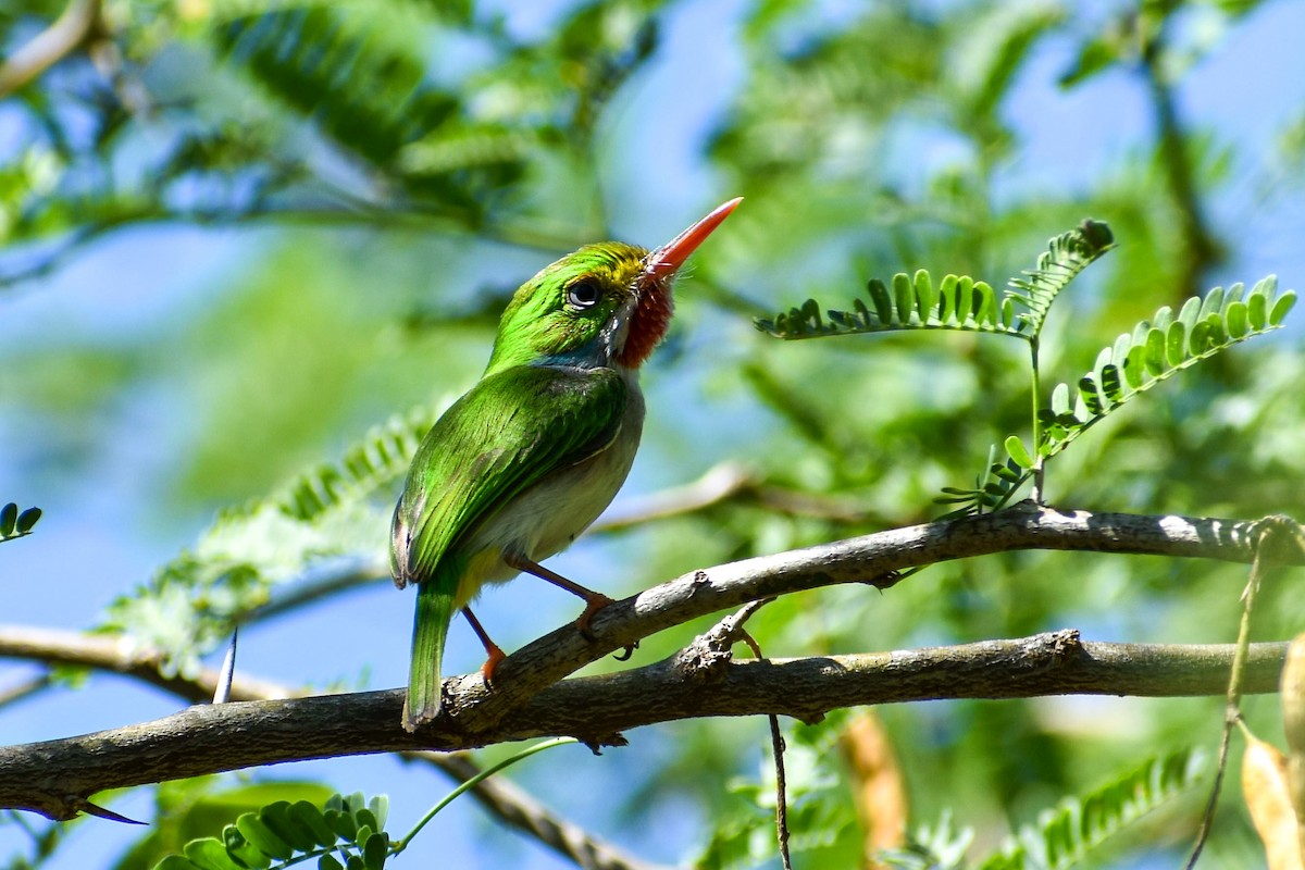 Cuban Tody - ML635560497