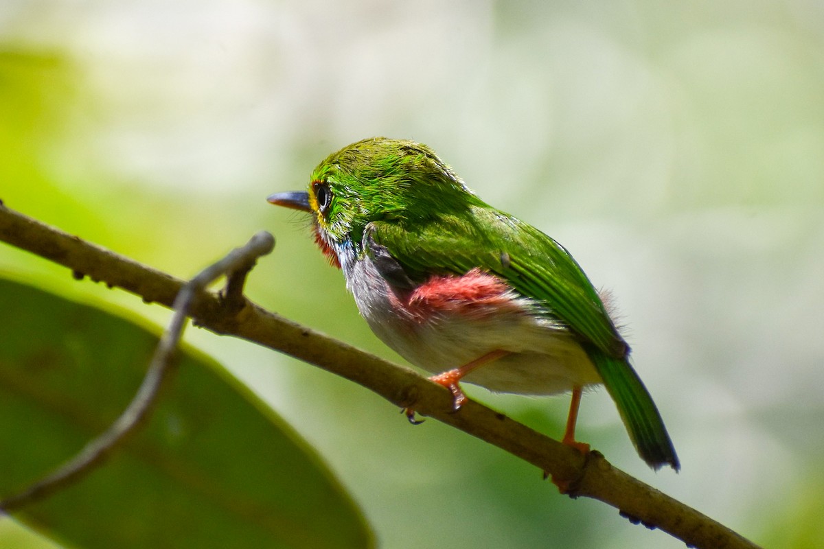 Cuban Tody - ML635560498