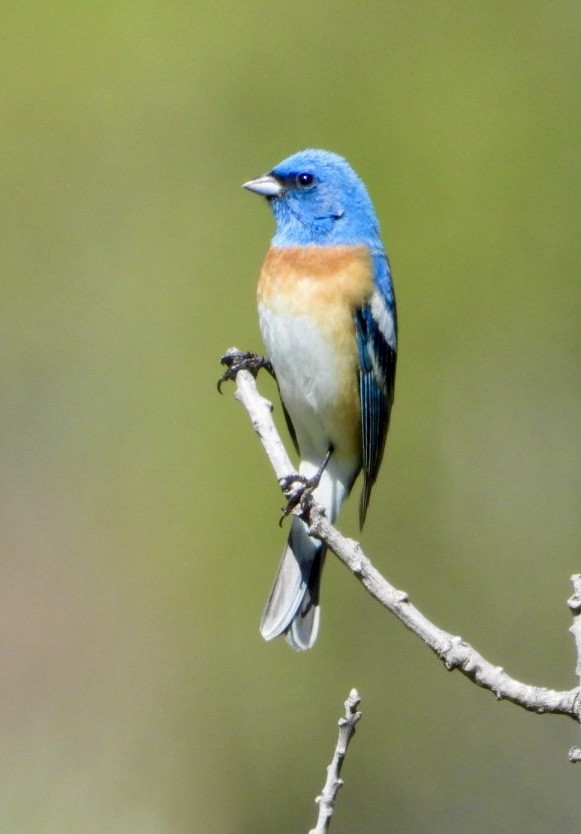 Lazuli Bunting - ML635560502