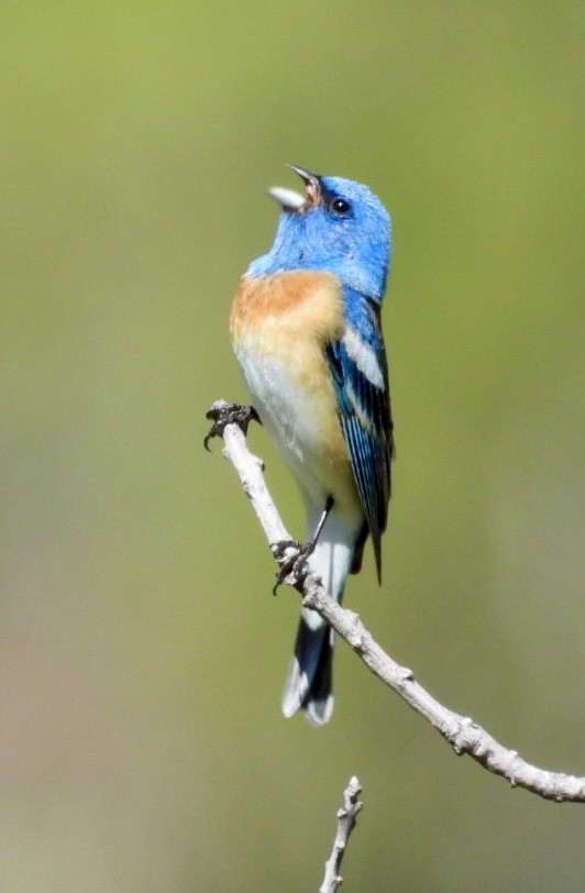 Lazuli Bunting - ML635560503