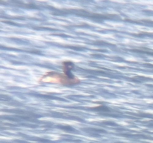 Red-necked Grebe - ML635560547