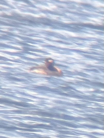 Red-necked Grebe - ML635560548