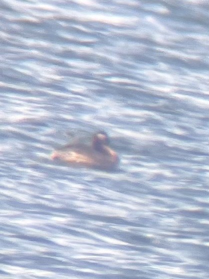 Red-necked Grebe - ML635560549