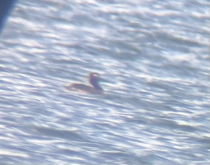 Red-necked Grebe - ML635560550