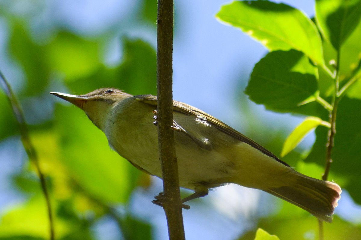 Black-whiskered Vireo - ML635560559