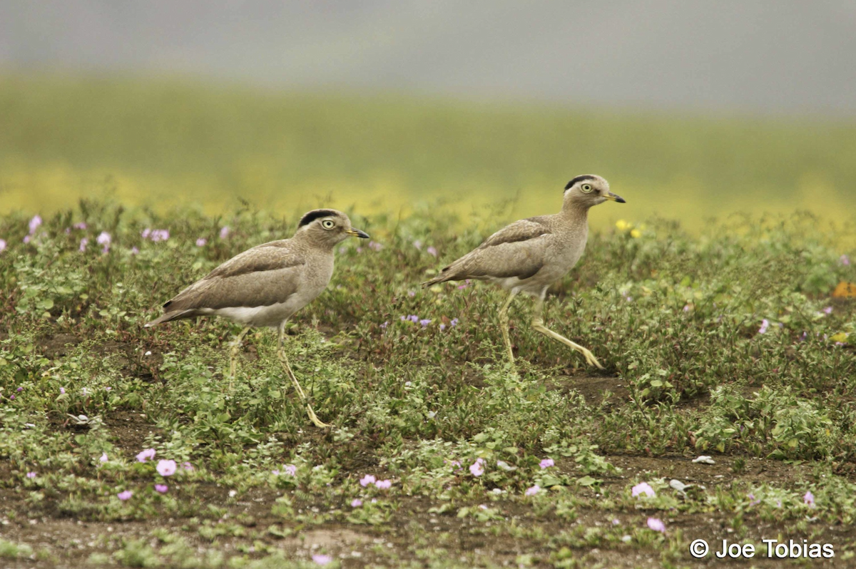 Peruvian Thick-knee - ML635560583