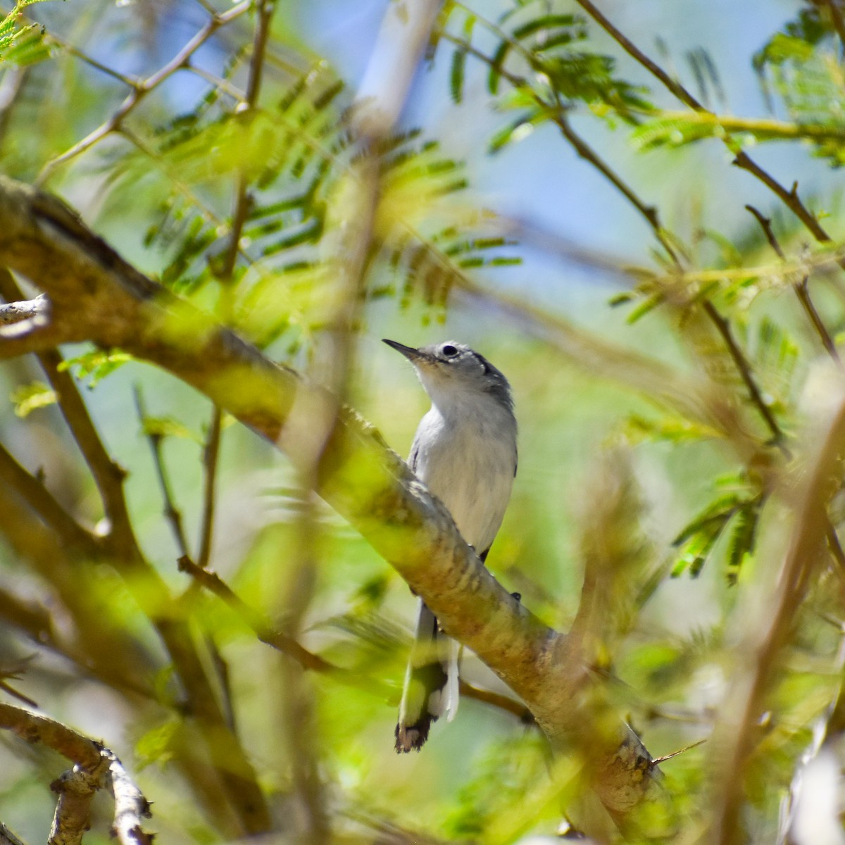 Cuban Gnatcatcher - ML635560612