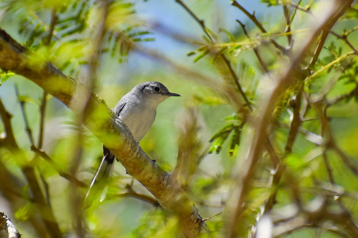 Cuban Gnatcatcher - ML635560613