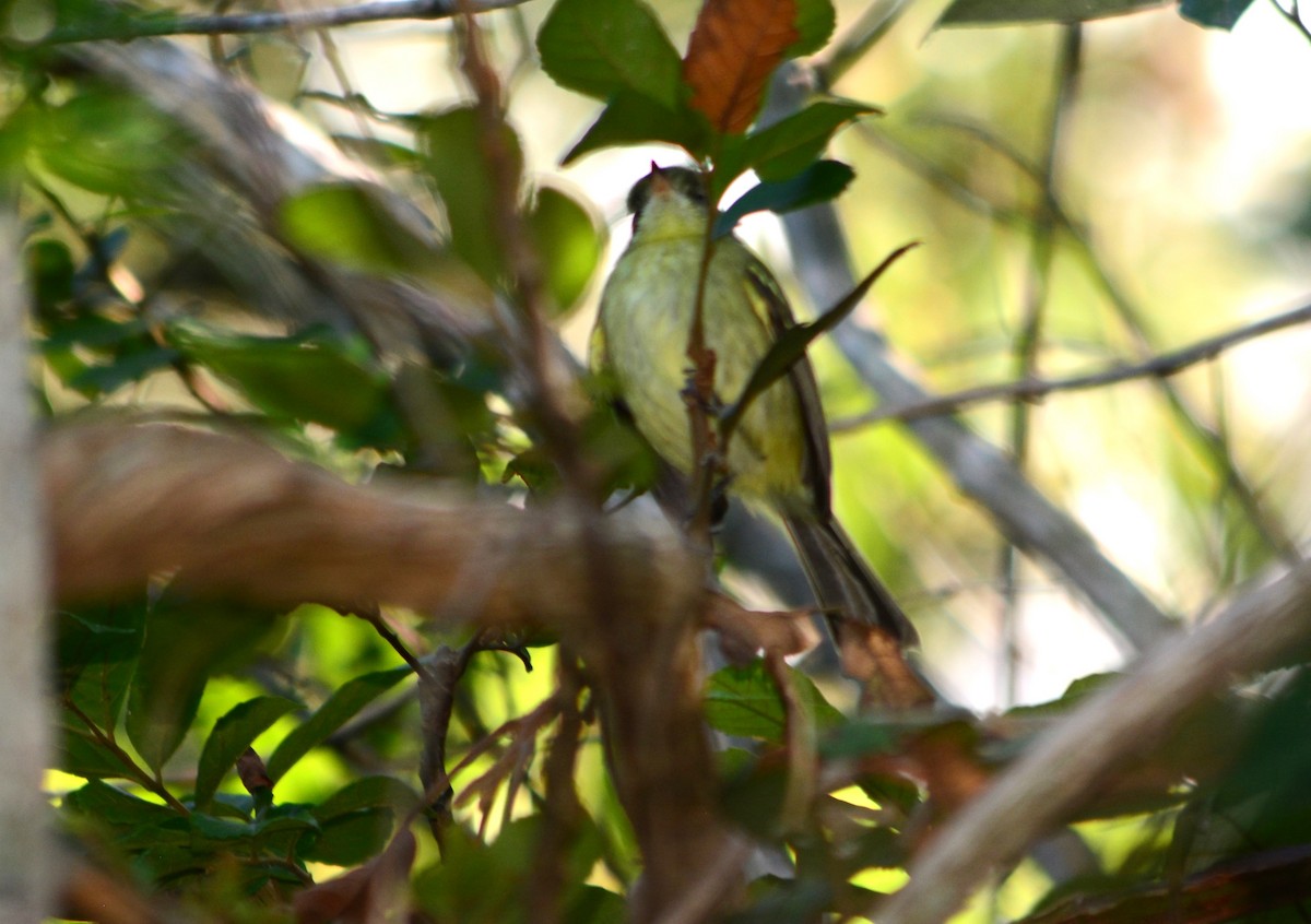 Restinga Tyrannulet - ML635560674