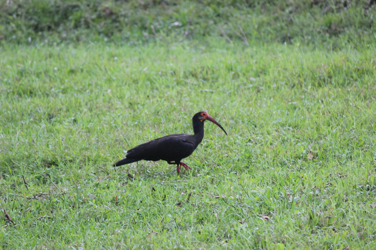 Sharp-tailed Ibis - ML635560696