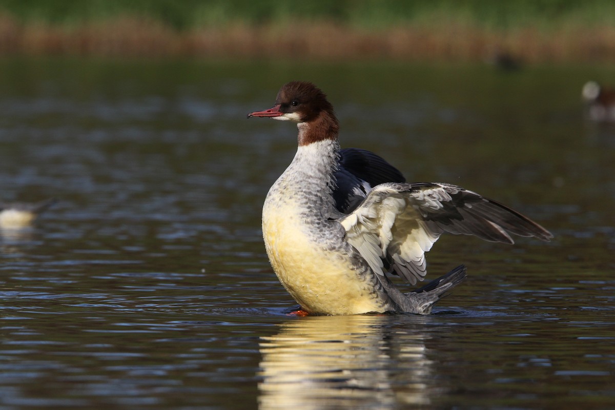 Common Merganser - ML63556071