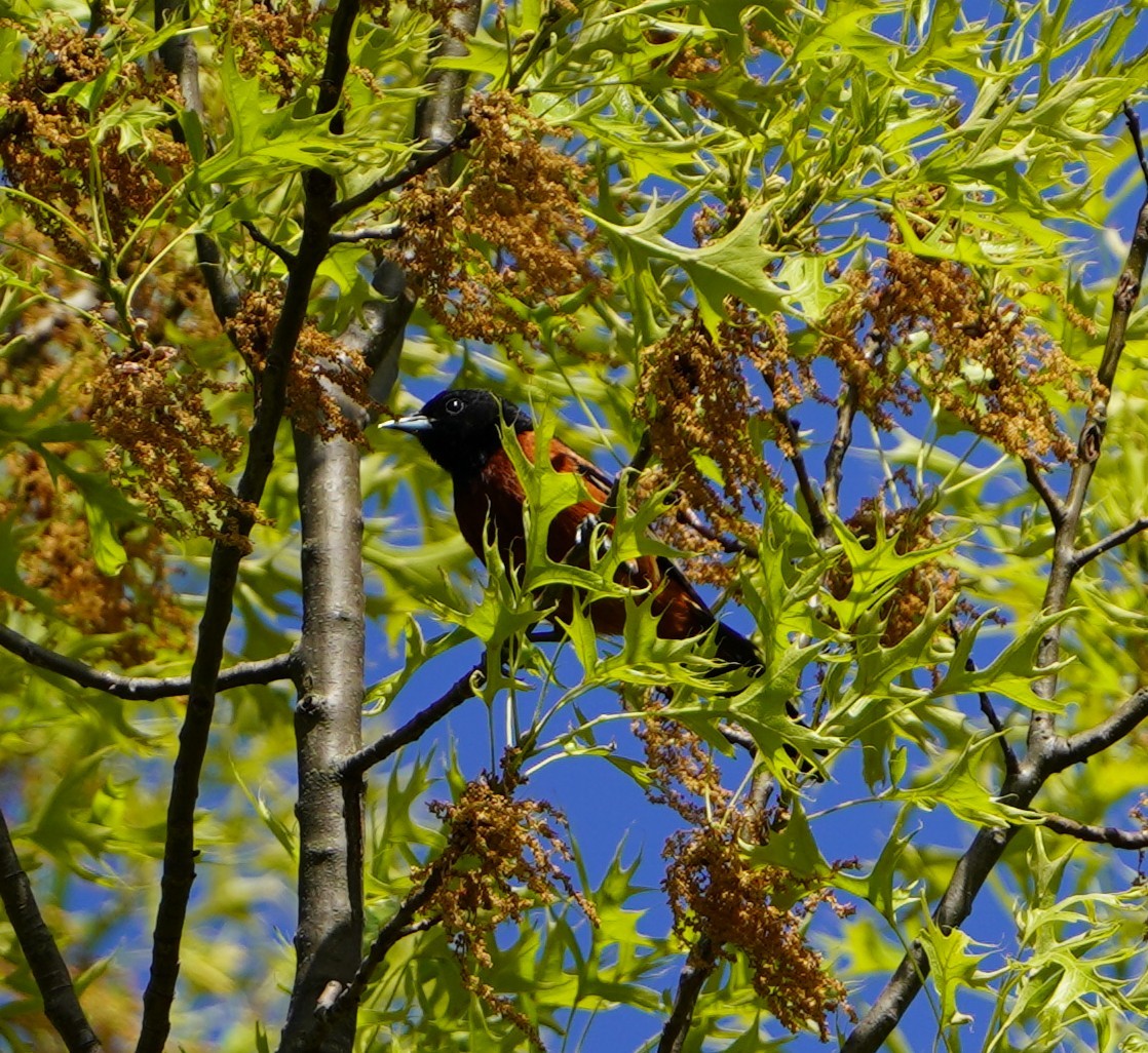 Oriole des vergers - ML635560728