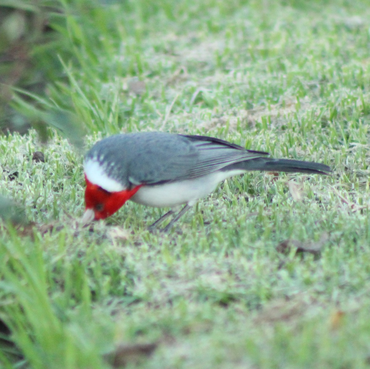 Red-crested Cardinal - ML635560734