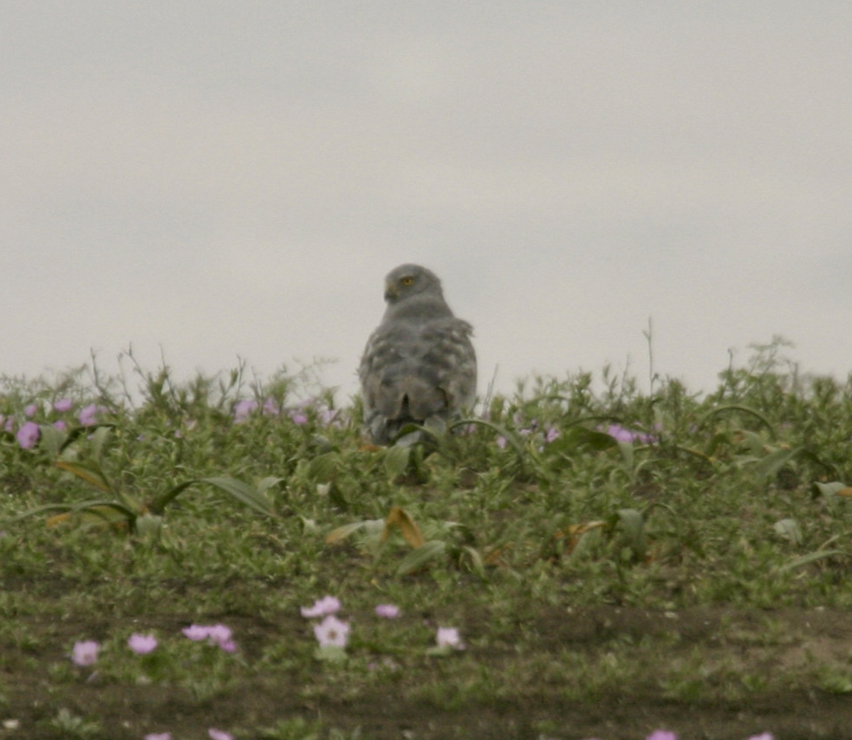 Cinereous Harrier - ML635560773