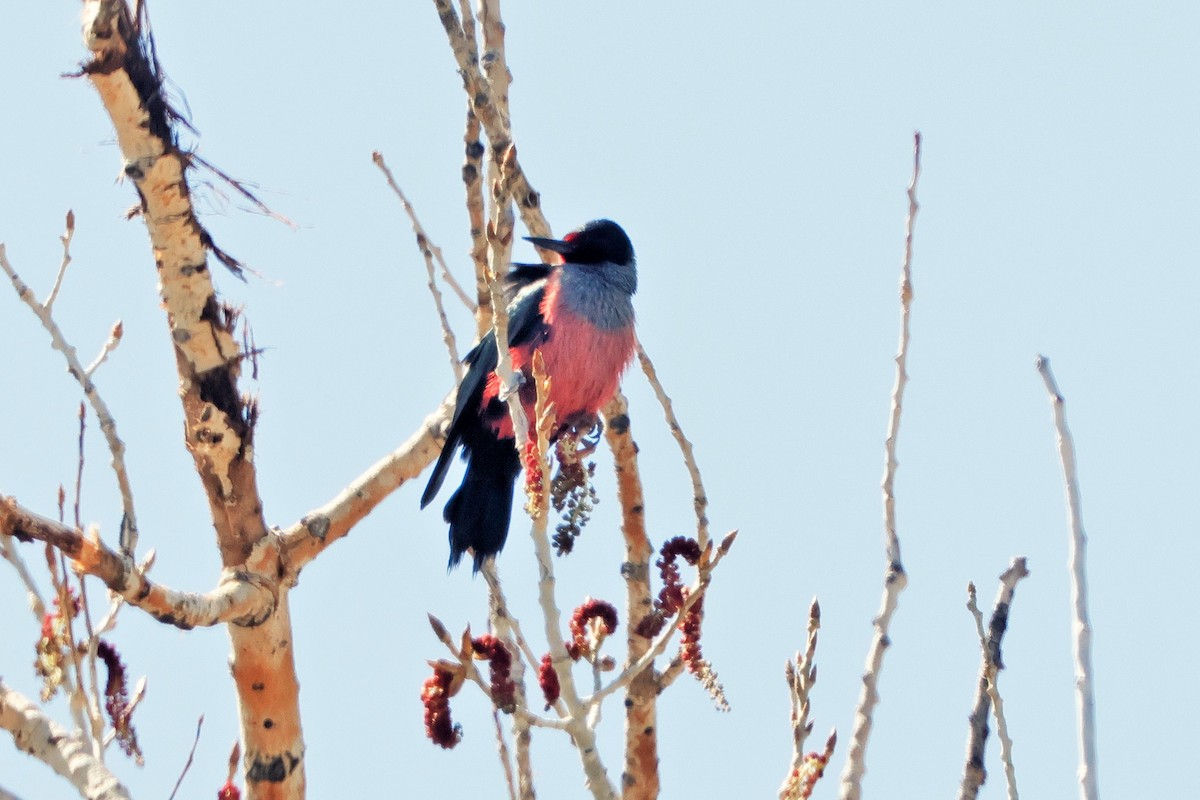 Lewis's Woodpecker - ML635560832